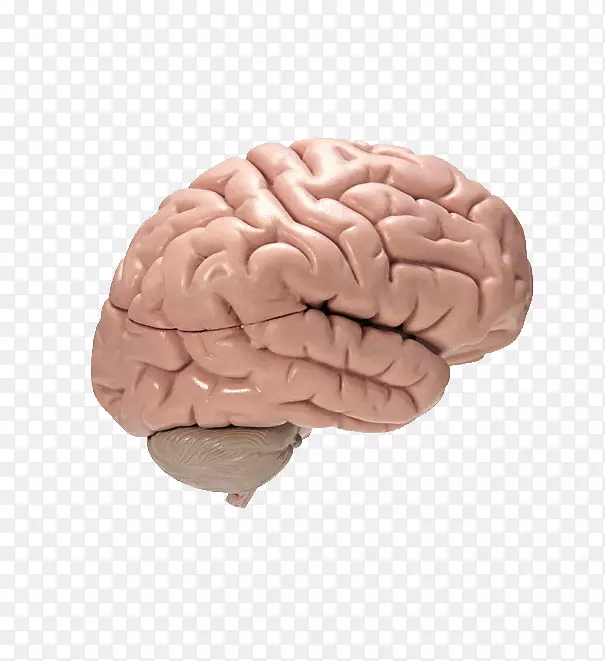 脑膜炎症状感染疾病脑炎-人脑结构