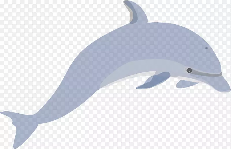 常见宽吻海豚图库溪海豚图-浅蓝海豚