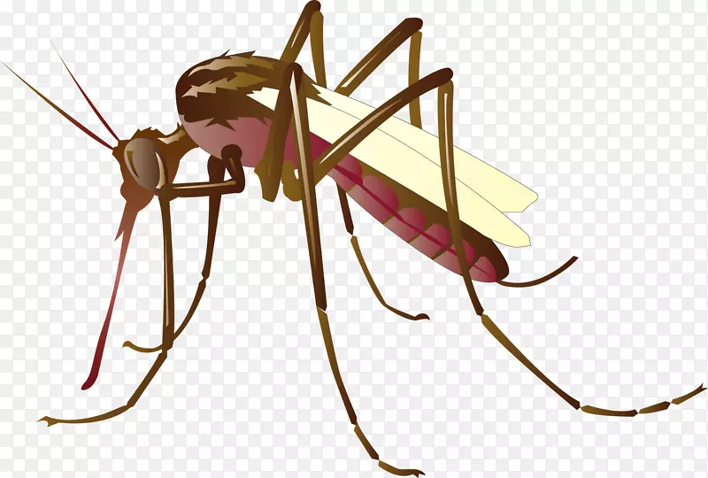 蚊虫控制夹艺术.媒介蚊子