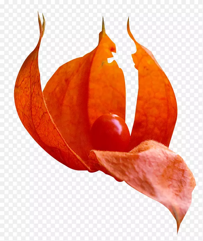秋叶色水彩画-秋叶中的果实