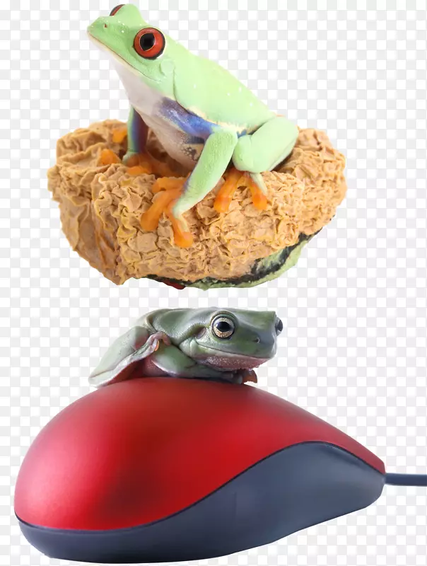 澳洲绿树蛙摄影红眼青蛙老鼠