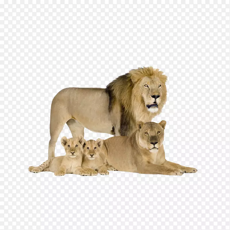 猫科美洲狮亚洲狮西伯利亚虎-狮子