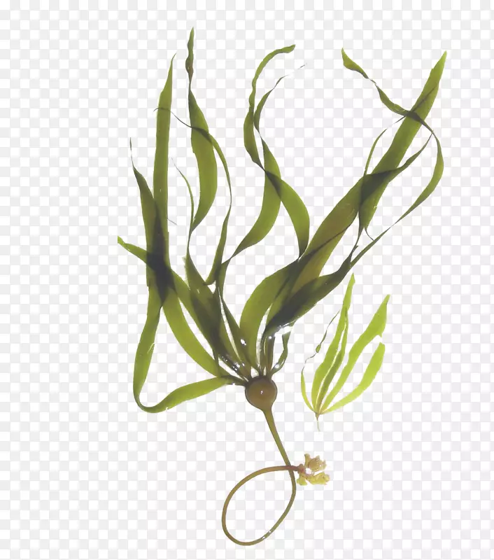 海带林大囊藻海藻矿物草