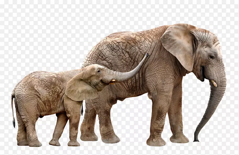 非洲象长颈鹿美洲野牛羚羊大象