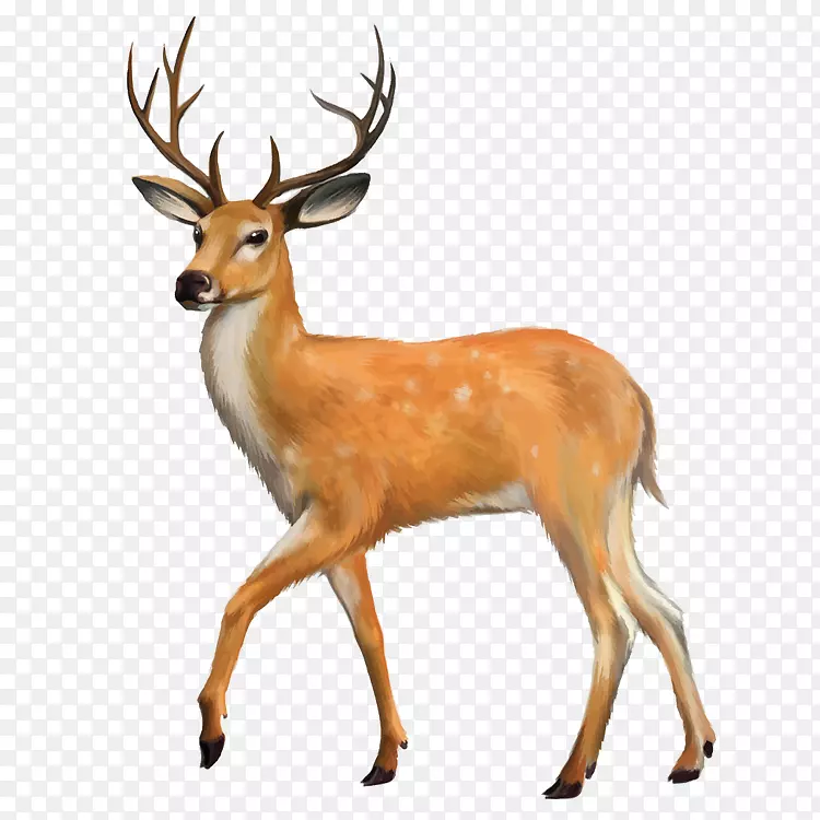 白尾鹿马鹿夹艺术鹿