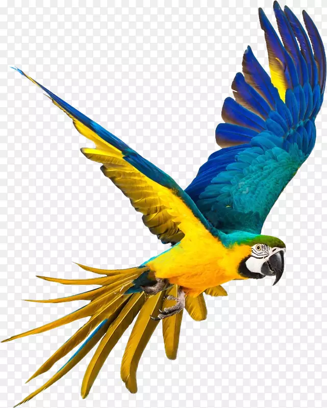鹦鹉鸟蓝黄色金刚鹦鹉图片-鹦鹉，巴科