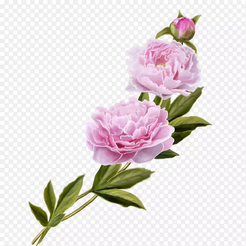 仙人掌玫瑰牡丹粉色花园玫瑰-牡丹