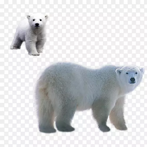 北极熊棕熊剪贴画.北极熊材料