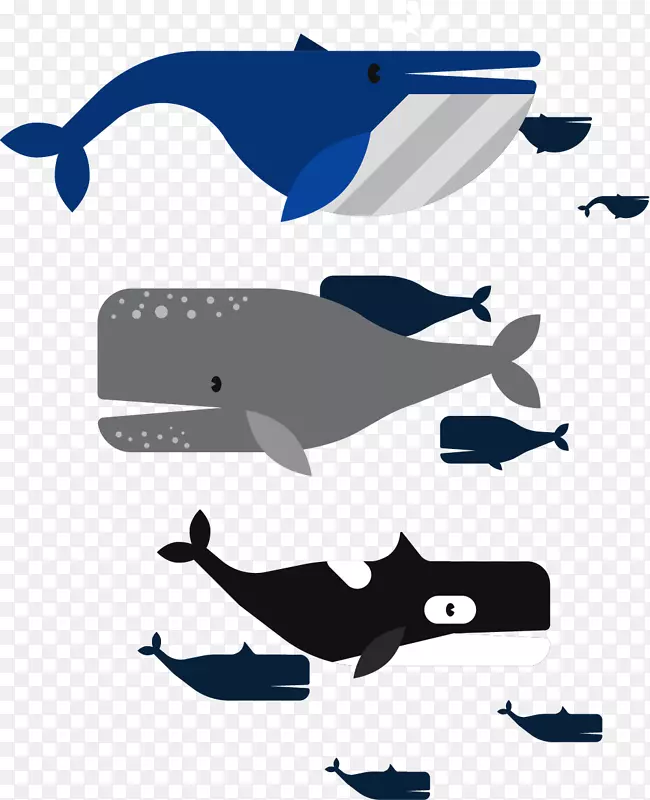白鲸-白鲸载体-白鲸的近亲