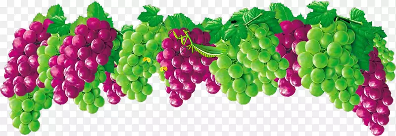 水果葡萄免费提供的食物-葡萄