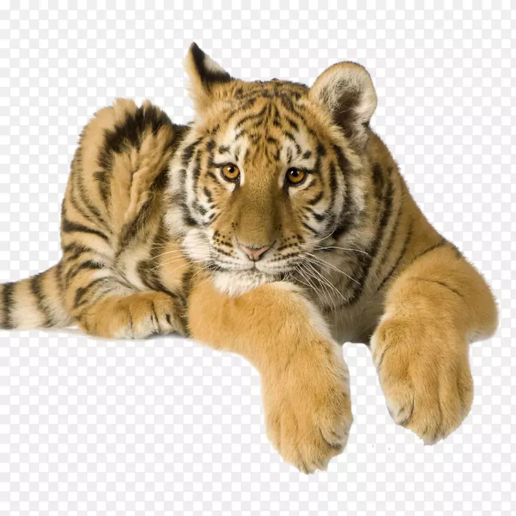 老虎高清晰度录像照片1080 p-Tiger