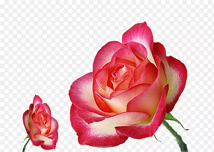粉色花园玫瑰花-创意玫瑰
