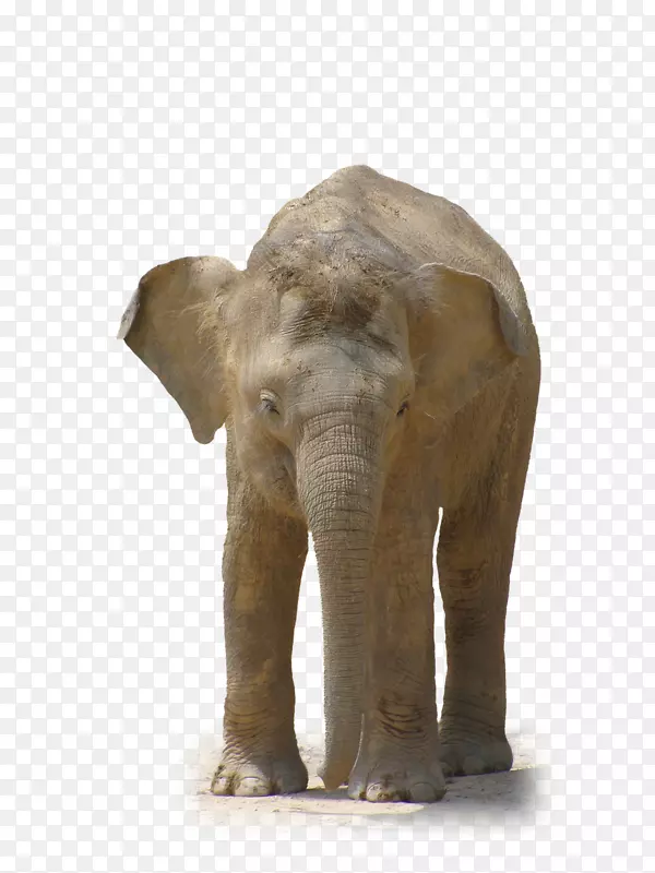 非洲森林象印度象剪贴画-巨象