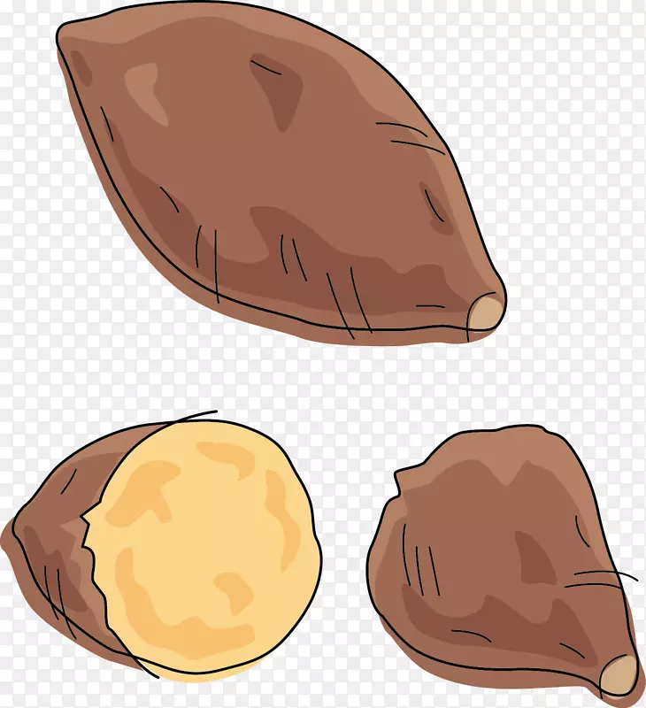 甘薯插图-手绘红薯