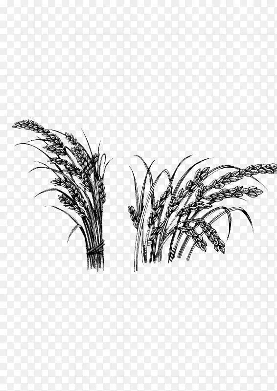 水稻作素描稻