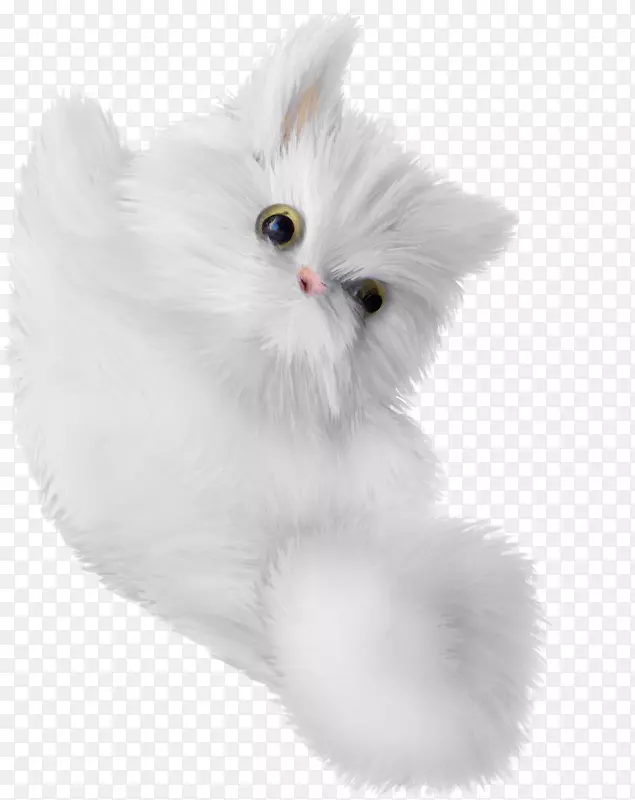 土耳其安哥拉小猫须，家养长毛猫，白色，栩栩如生，画成白色小猫