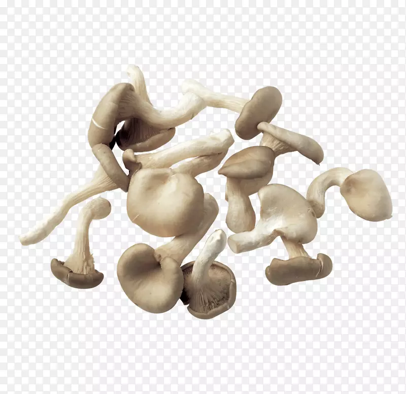 普通蘑菇菌类剪贴画-蘑菇的传播