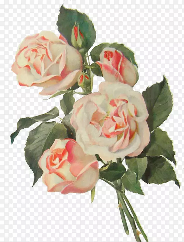 花束玫瑰-粉红色玫瑰花束