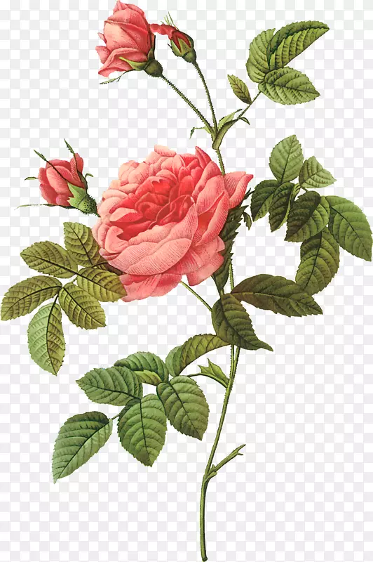 玫瑰画家印刷平版-手绘玫瑰插图