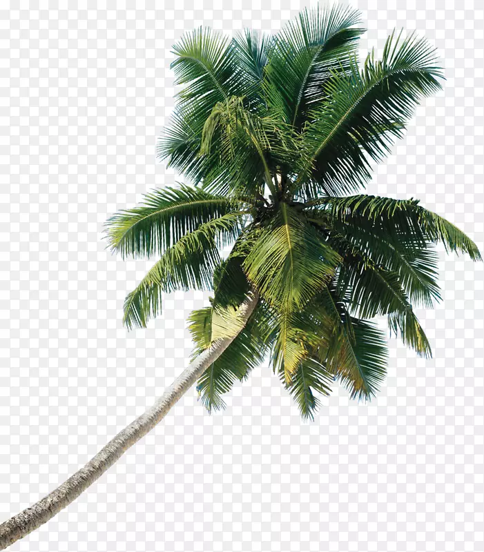 亚洲棕榈椰子树