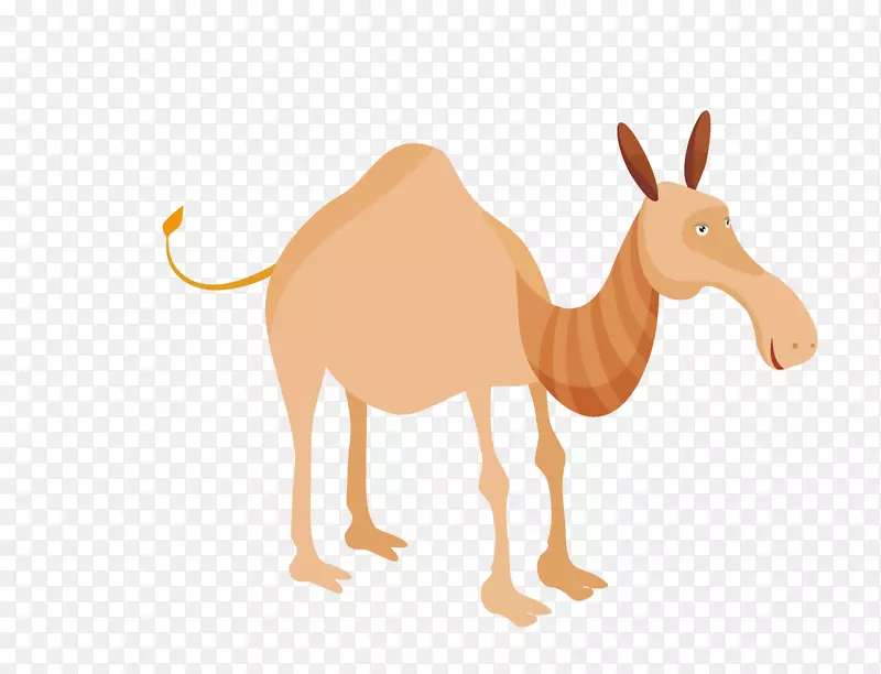 免版税绘画插图.动物骆驼图形