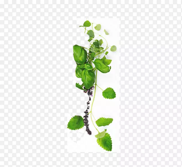 积雪草传统芳香疗法-绿叶