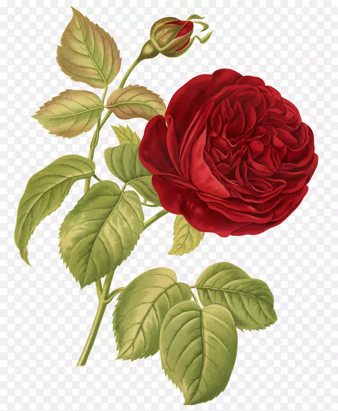 玫瑰植物学插画-玫瑰