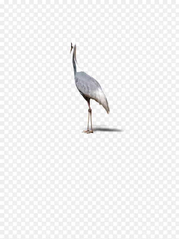 鹤水鸟嘴海鸟-顶部单鹤，动物，鸟类