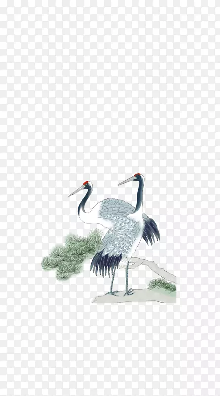 红冠龟鸟-两只红顶鹤