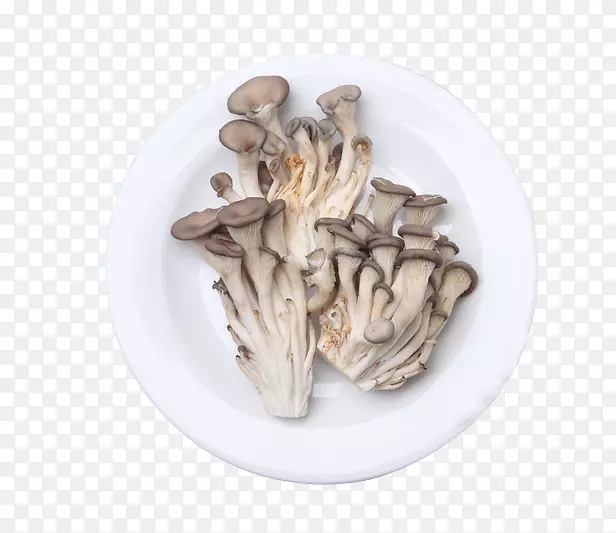 香菇原料鲜蘑菇