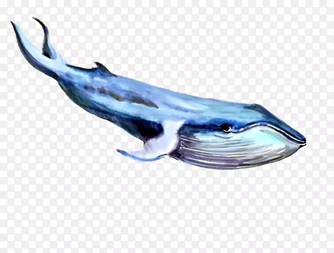 露脊鲸海豚蓝鲸-蓝鲸