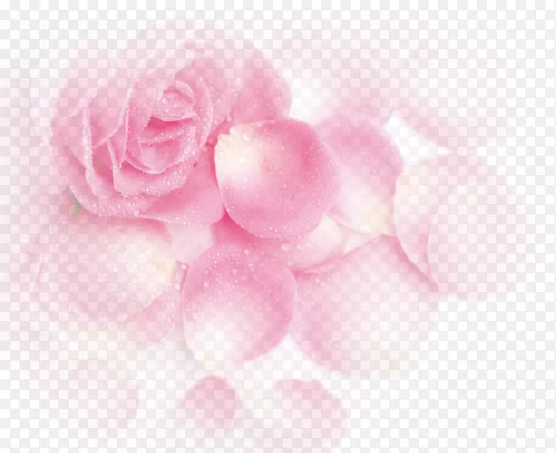 花园玫瑰沙滩玫瑰粉红色花瓣-粉红色梦想玫瑰花瓣