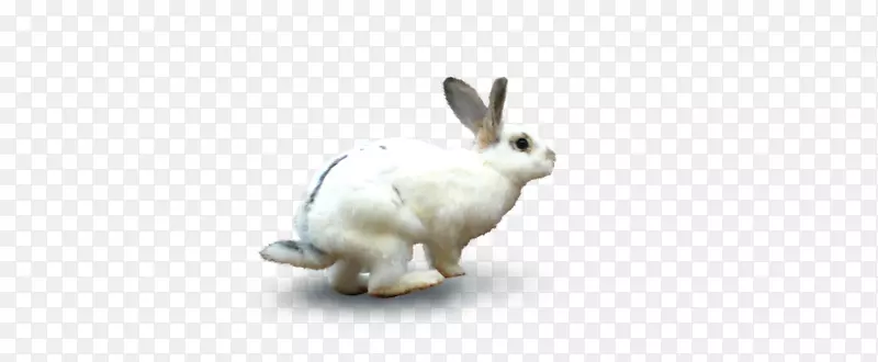 家养白兔欧洲兔