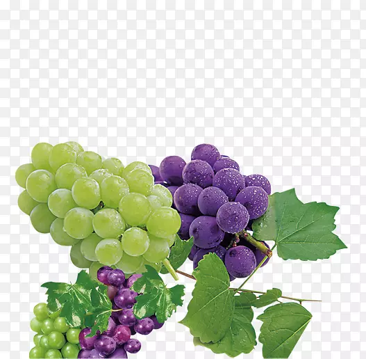 苏大拿葡萄紫色葡萄无核葡萄和葡萄