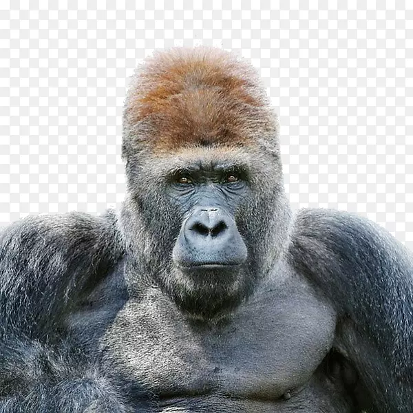 大猩猩肖像摄影野生动物摄影-成年雄性猩猩
