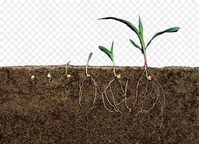 土质土壤地势植物根茎-土壤植物剖面