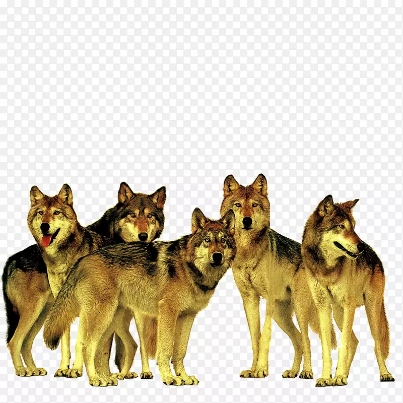 灰狼广告埃森哲公司-凶猛的狼