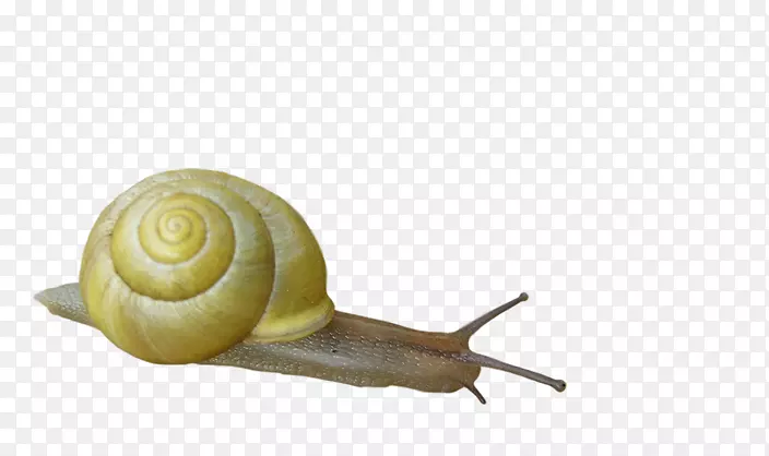 蜗牛正交昆虫-蜗牛图像