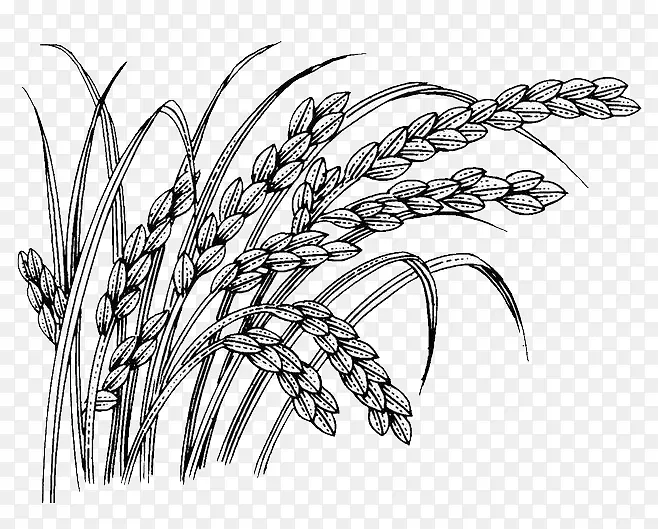 Oryza sativa-小麦
