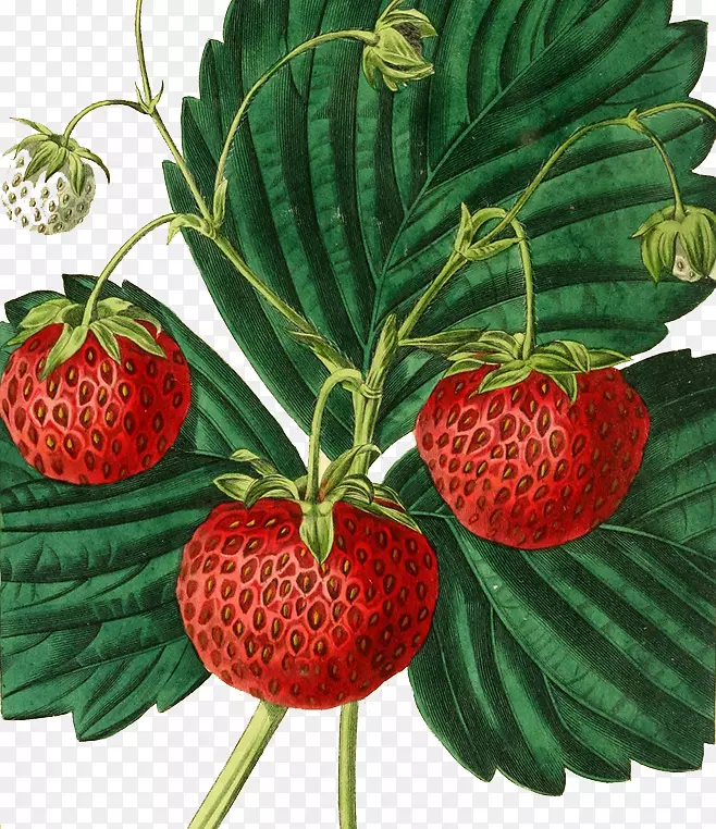 草莓画水果插图.草莓插图