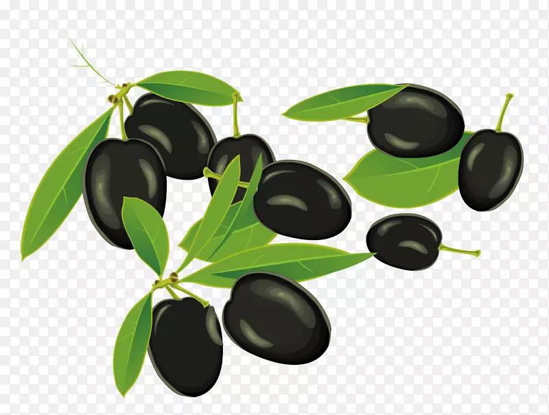 橄榄-载体橄榄豆