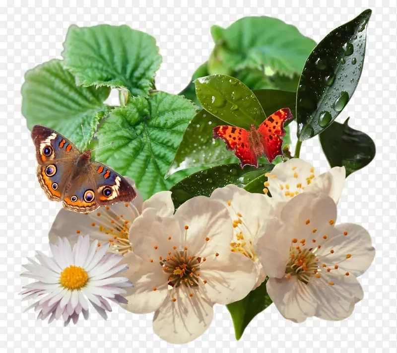 蝴蝶植物，藤叶，花