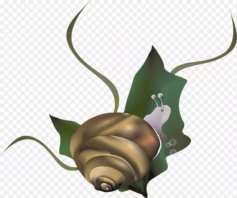 蜗牛卡拉科尔--蜗牛