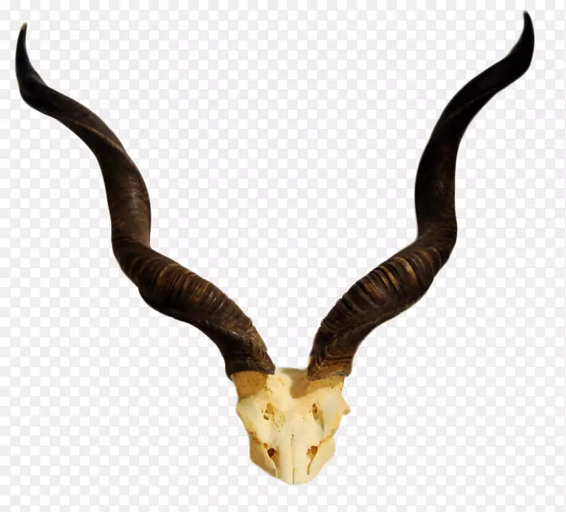 角羚羊更大的牛头骨-现实的爪子