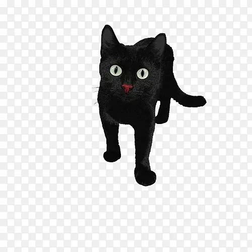 波斯猫黑猫-黑猫红鼻子