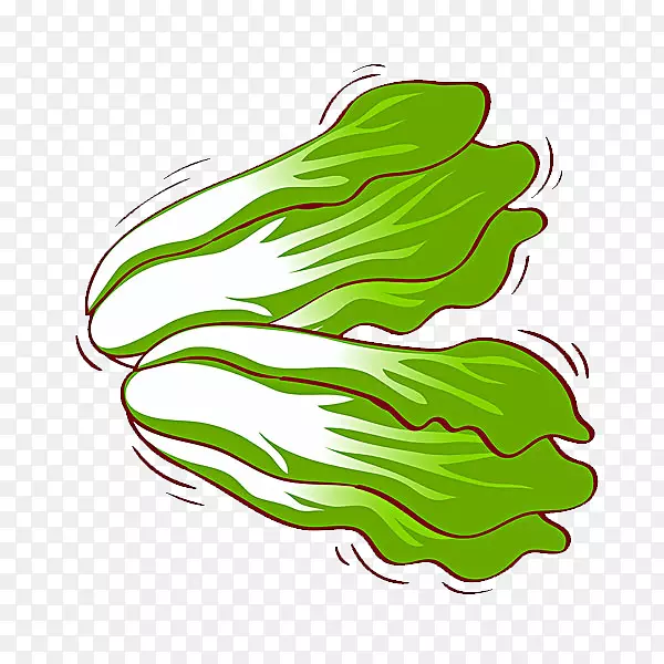 大白菜蔬菜插图-大白菜