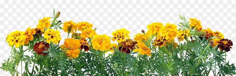 墨西哥万寿菊花砧木摄影金盏菊颜色-黄色菊花