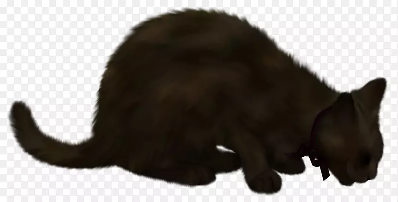 哈瓦那棕色黑猫-女巫猫