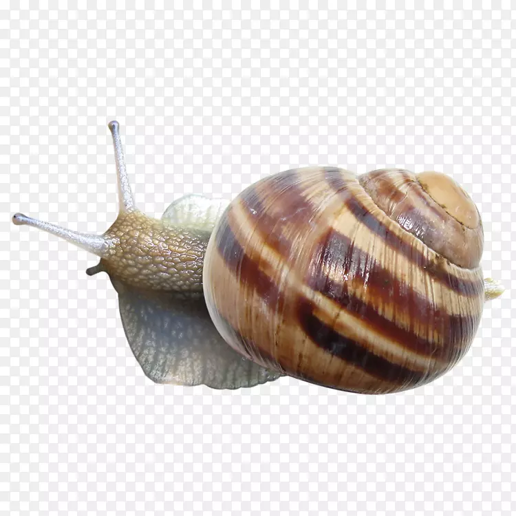 蜗牛剪贴画-蜗牛