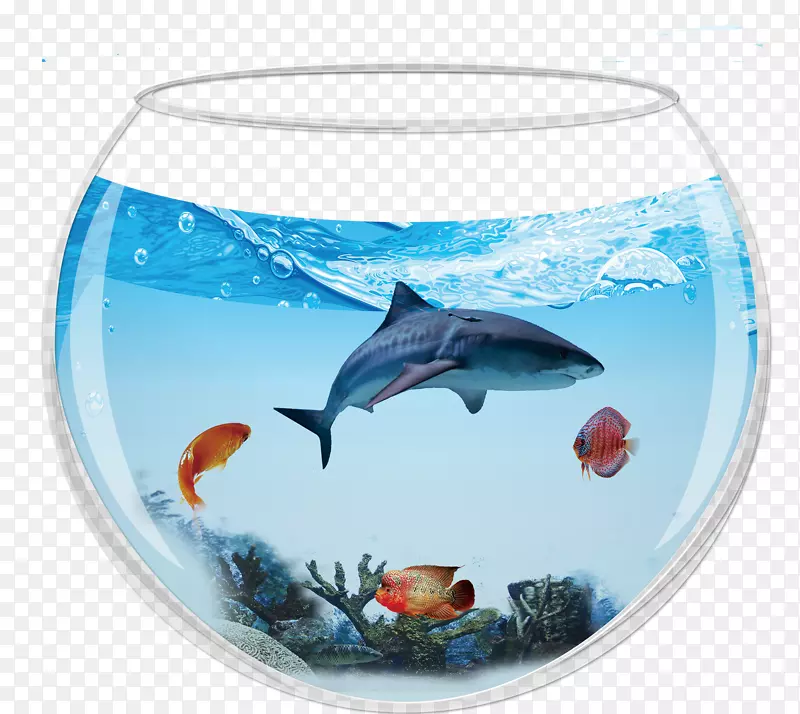 海豚鲨鱼鱼缸.含鲨鱼水族馆